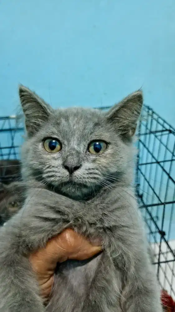 Open adop british longhair