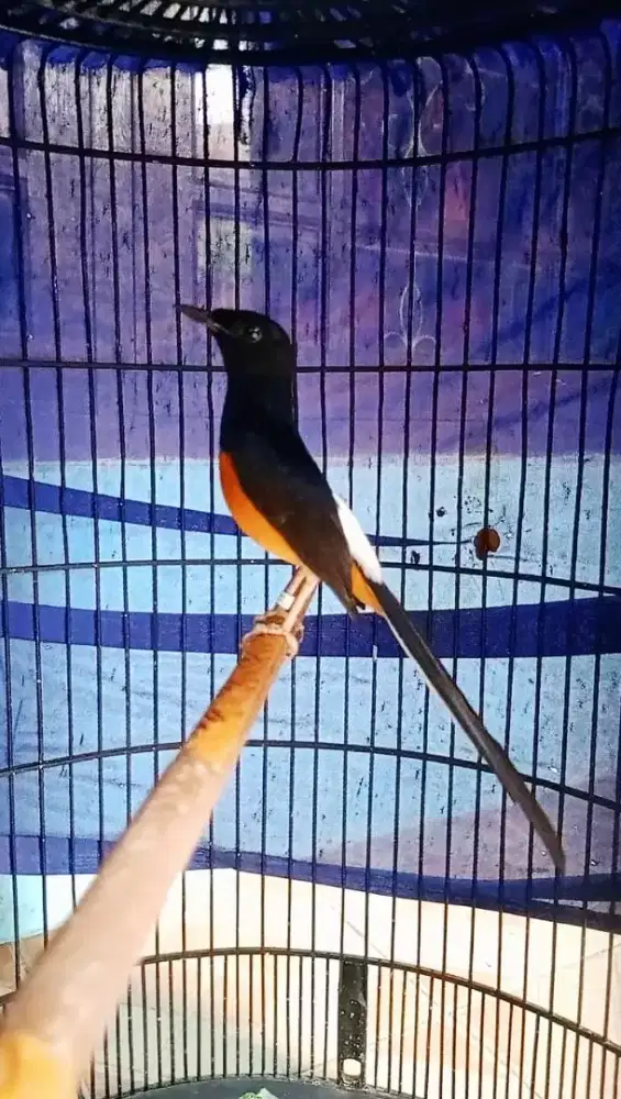 Murai batu gacor ajib