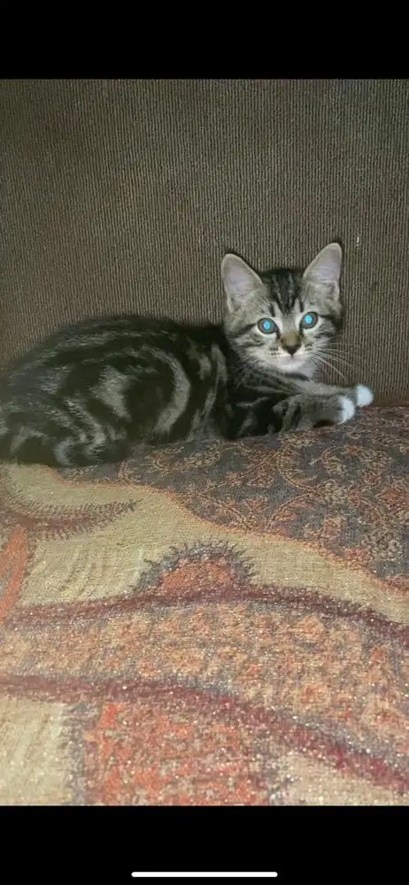 Kitten mixdome jantan