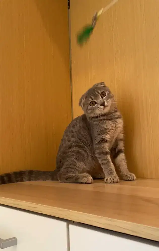 Kucing scootish fold