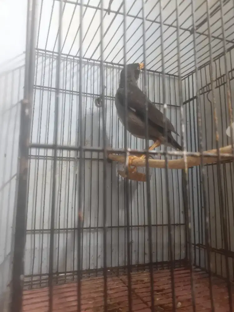 Jabo jalak kebo bahan jantan