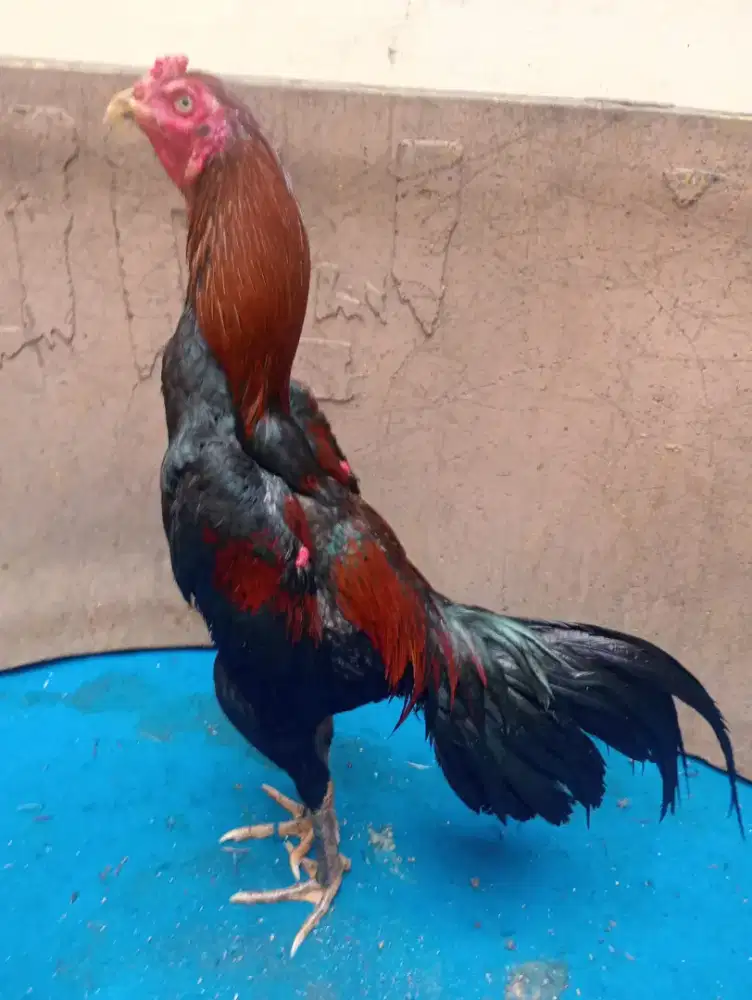 Ayam Bangkok muda siap untuk suroan