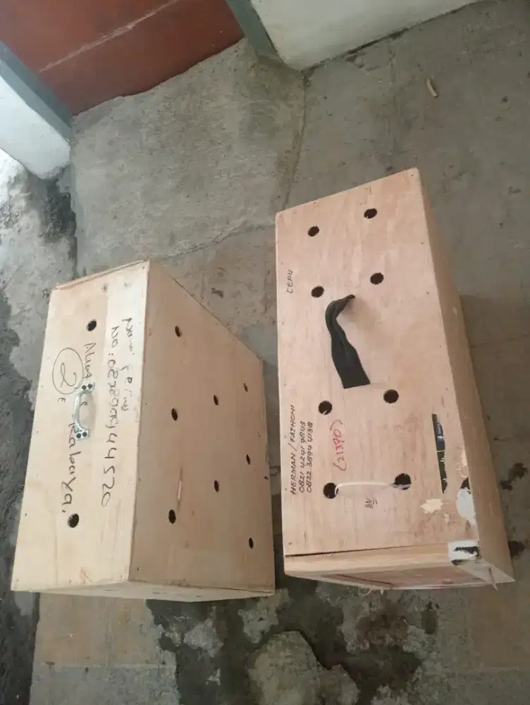 Box untuk kirim ayam ukuran ayam jago