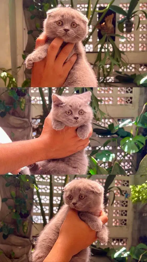 kitten British shorthair blue