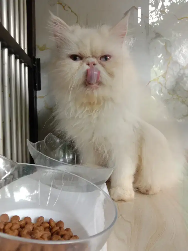 Kucing peaknose extrem betina white