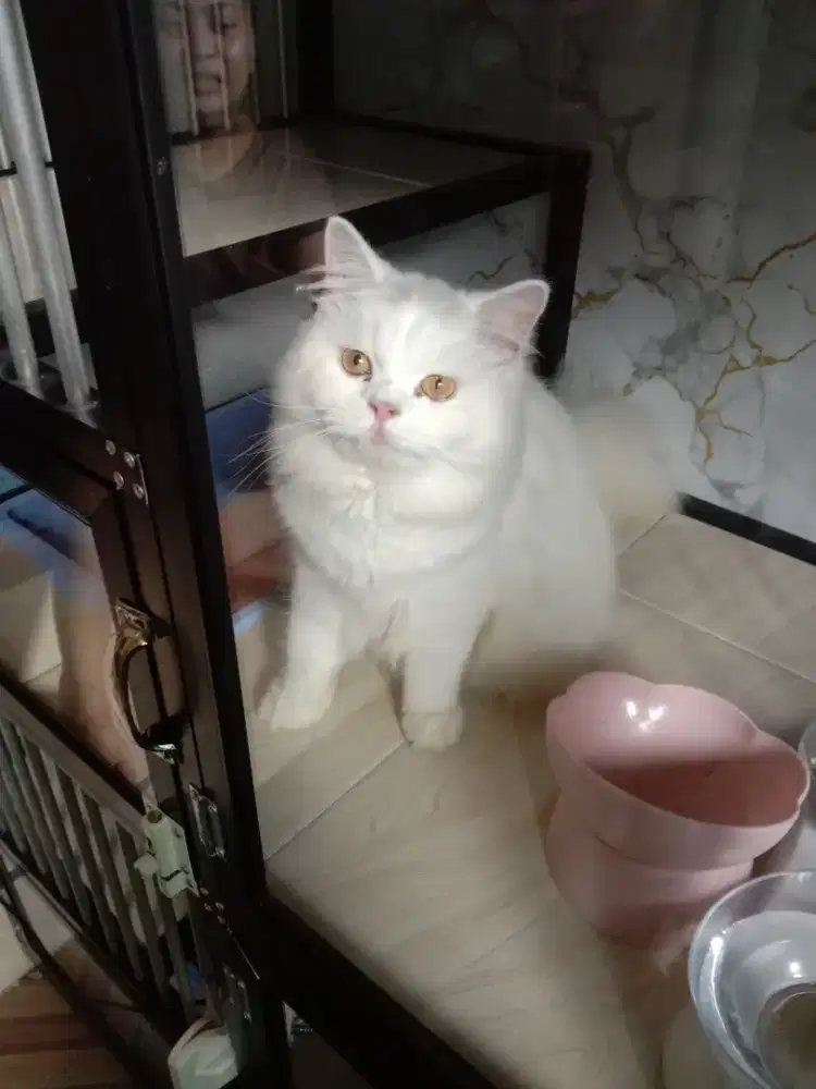 Kucing persia betina white birahi