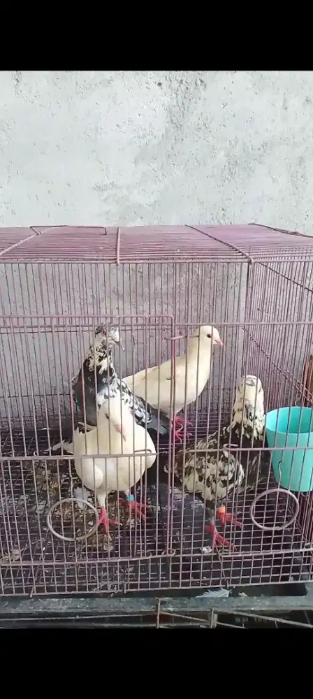 Burung dara muda per ekor 40 rb