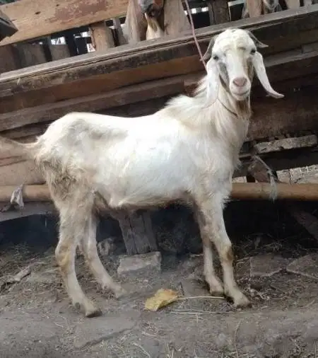 paket qurban DKM 10 ekor kambing jantan 32-37 kiloan siap kurban 2026