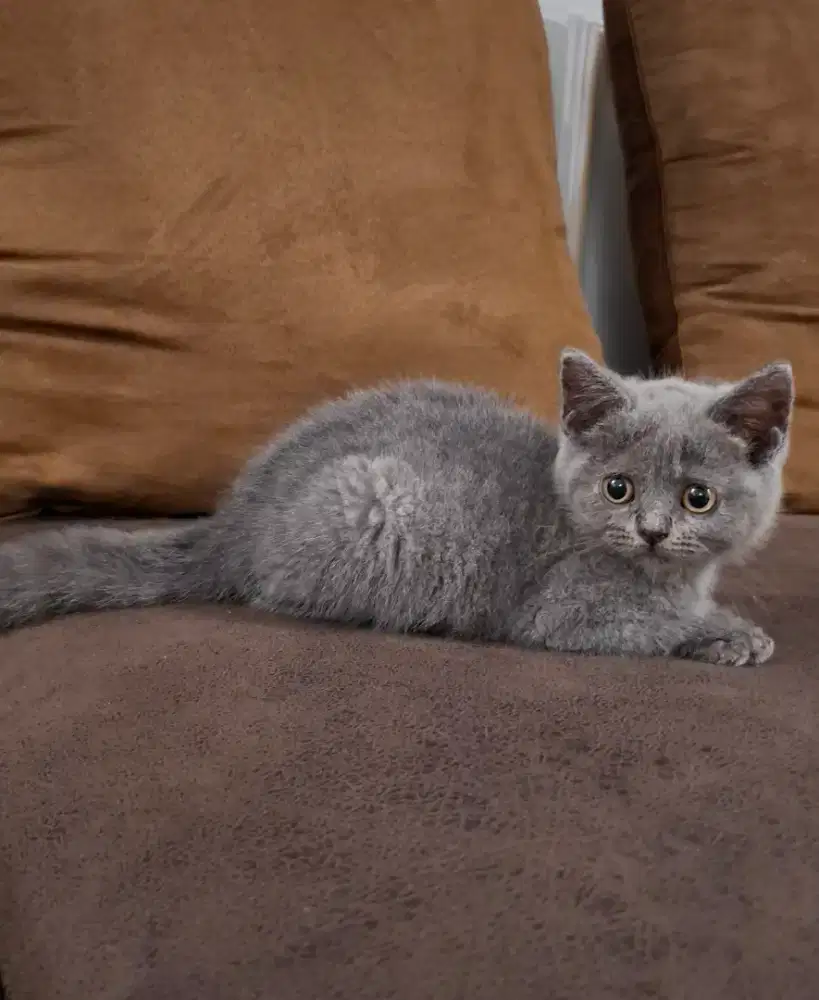KITTEN BRITISH SHORTHAIR BSH