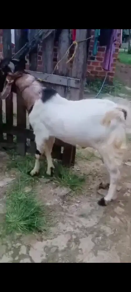 kambing kurban gagah
