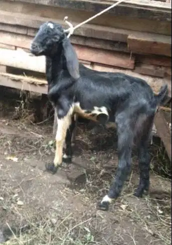 10 ekor kambing jantan 32-37kilo buat DKM panitia kurban 2026 jamin ok