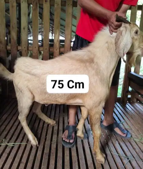 paketan 10 ekor kambing qurban 32-37kiloan buat panitia kurban DKM top