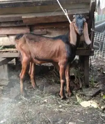 paketan 10 ekor kambing qurban 32-37kiloan buat panitia kurban DKM top