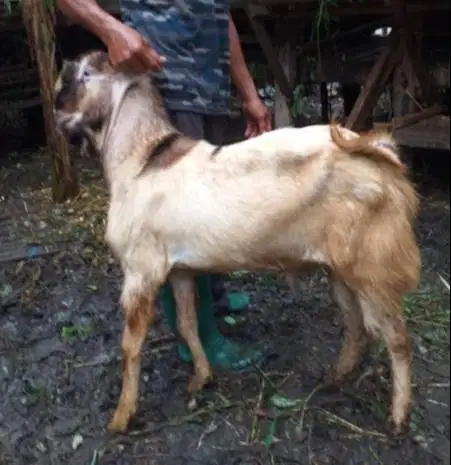 10 ekor kambing kurban 32-37kilo buat panitia qurban DKM mesjid manteb