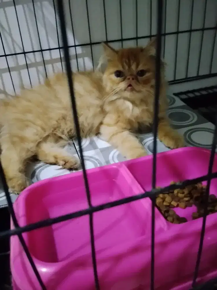 Kitten Peaknose Persia 3 bln Betina