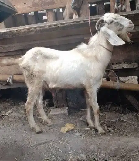 10 ekor kambing qurban 32-37 kiloan buat panitia kurban DKM musholla