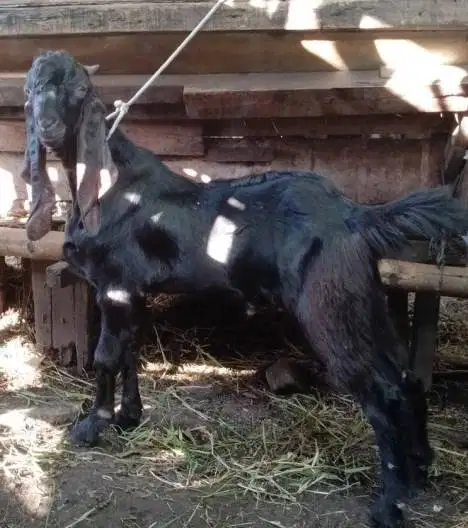 10 ekor kambing qurban 32-37 kiloan buat panitia kurban DKM musholla