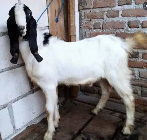 10 ekor kambing qurban 32-37 kiloan buat panitia kurban mesjid DKM top