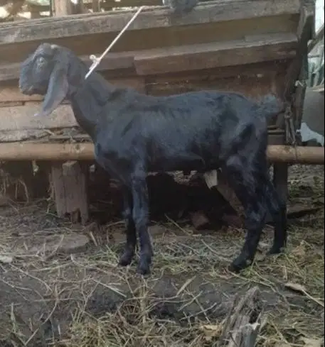 10 ekor kambing qurban 32-37 kiloan buat panitia kurban mesjid DKM top