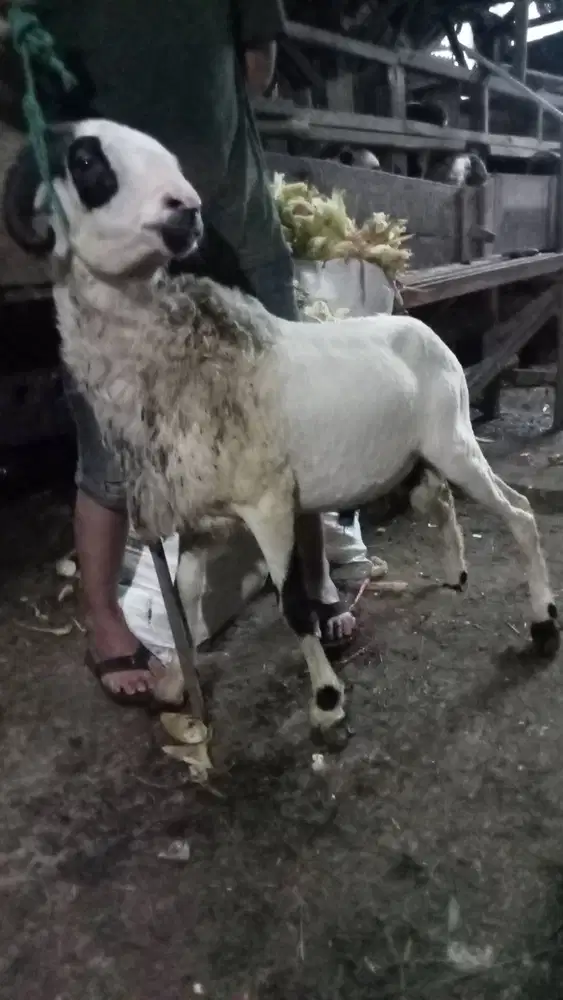 Domba qurban premium