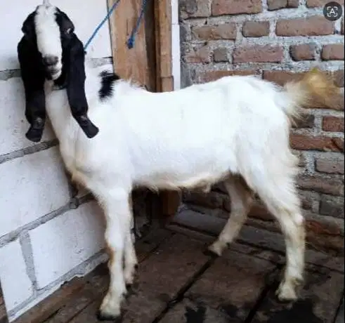 10 ekor kambing qurban 33-37 kiloan buat panitia kurban DKM mesjid top