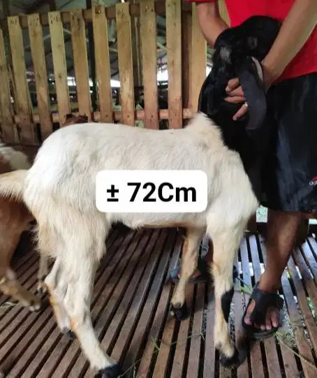 10 ekor kambing qurban 33-37 kiloan buat panitia kurban DKM mesjid top