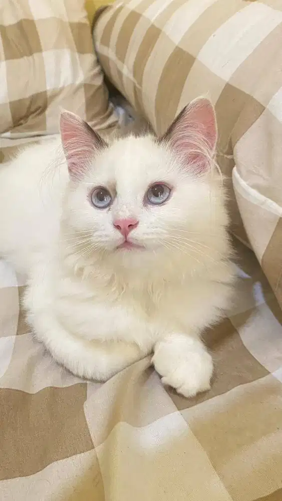 Ragdoll Betina Mata Biru