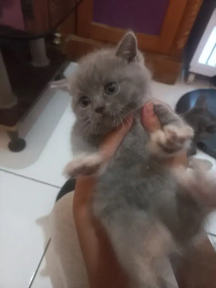 Brithis short hair bicolour