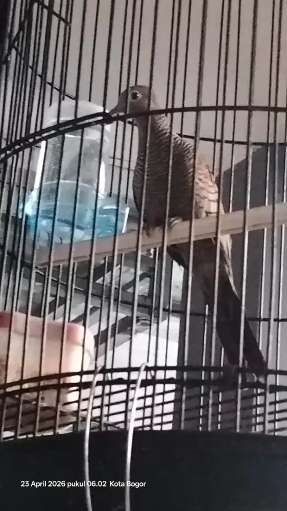 Dijual perkutut cemani