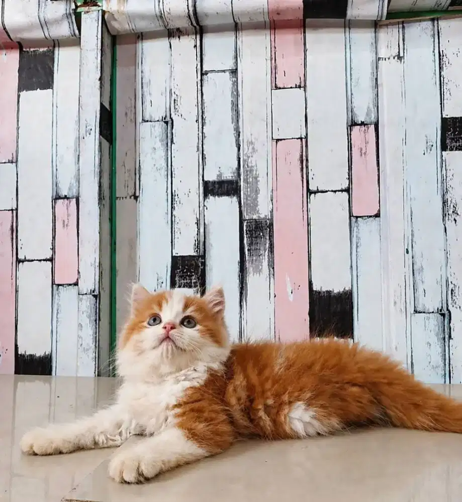 Kucing persia flatnose