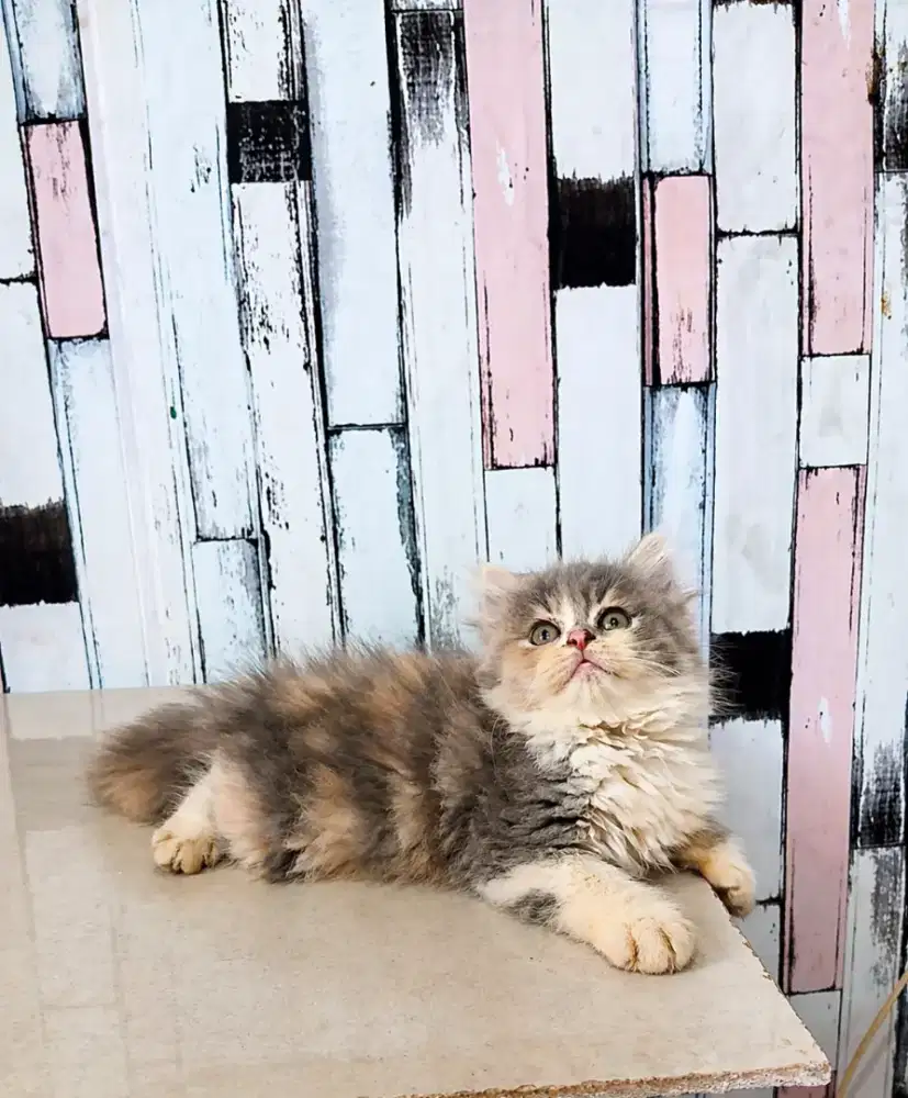 Kucing persia flatnose