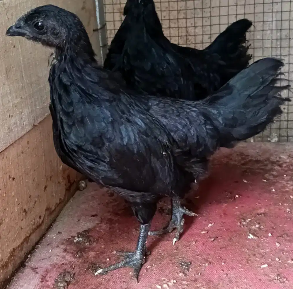 Ayam cemani hitam