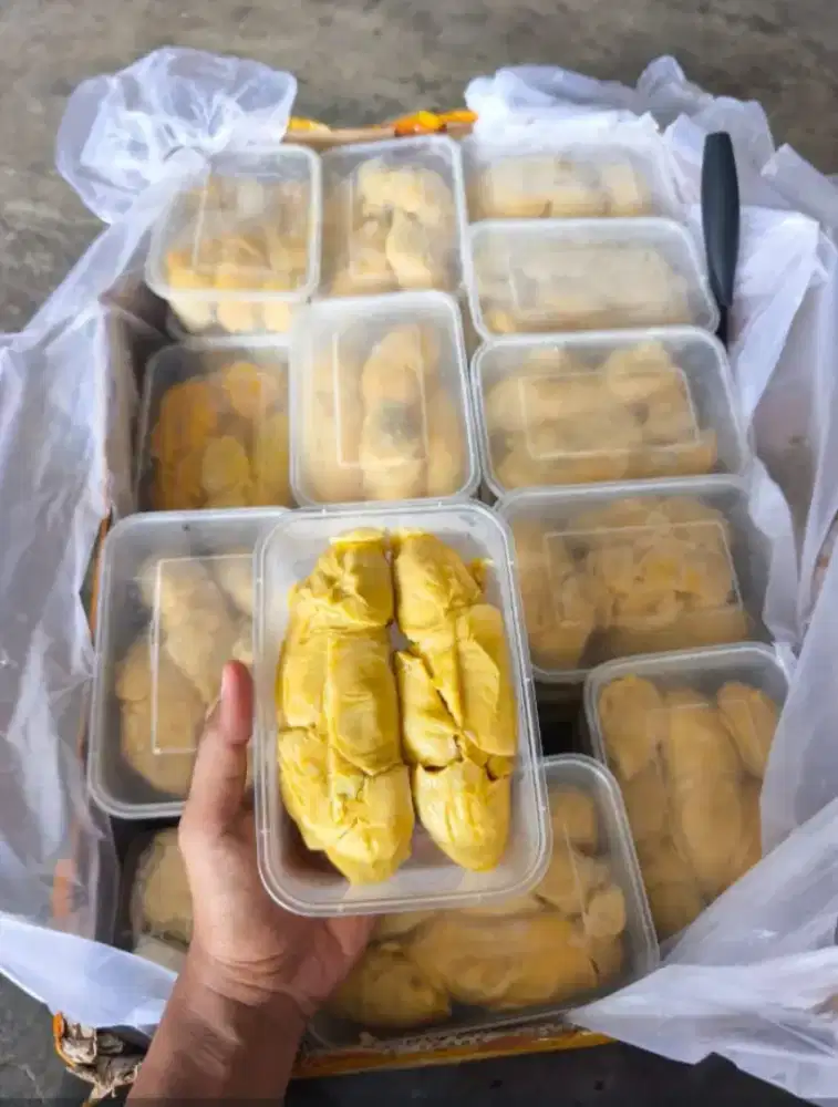 DURIAN TEMBAGA MANISSS