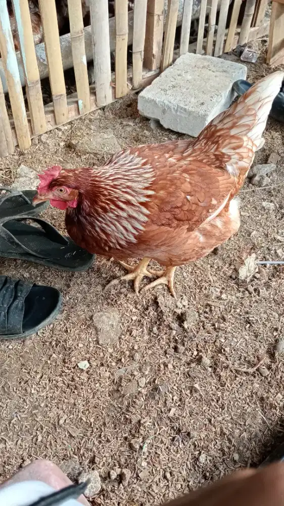 ayam petelur umur 23-24 lok Bogor kota