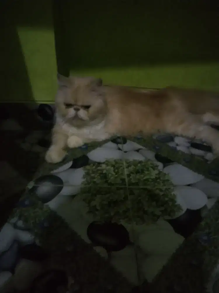 Kucing peaknose betina proven