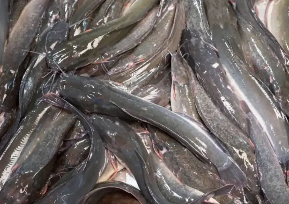 Lele konsumsi uk 8-9-10/kg