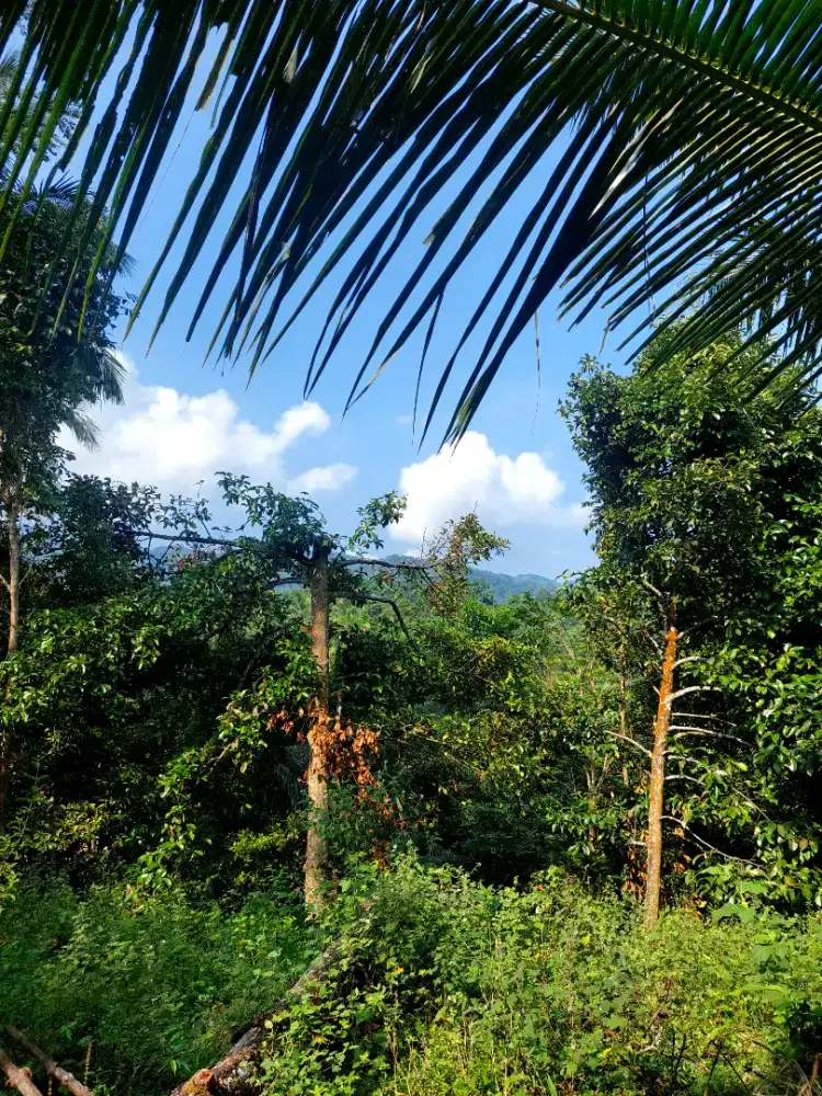 Dijual tanah kebun dipadarincang serang Banten