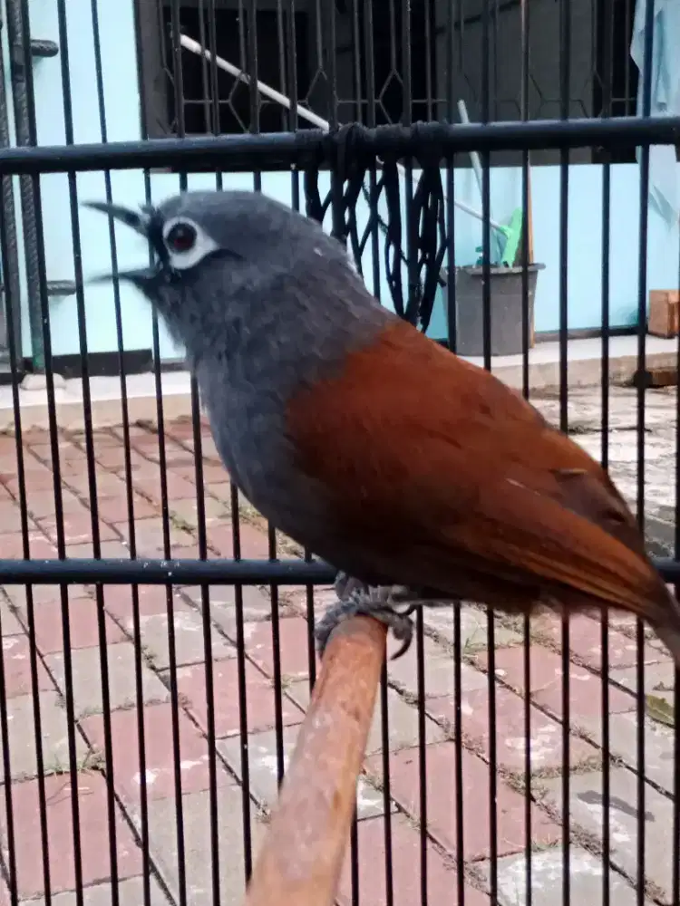 Burung Poksay matal gacor dan jinak