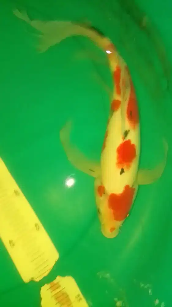 Ikan koi jenis Slayer Sanke pola bagus 40cm