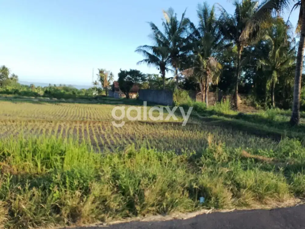 SAWAH SUBUR DI JOGJA UTARA