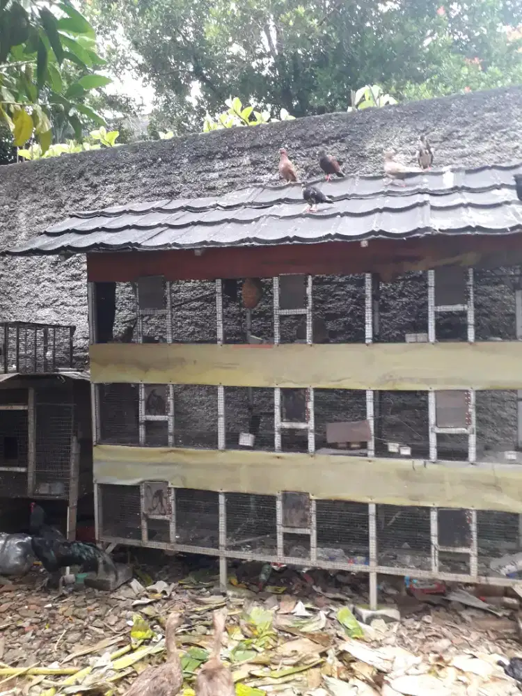 Kandang burung atau ternak 9 lobang murah bisa barter hp bekas dll...
