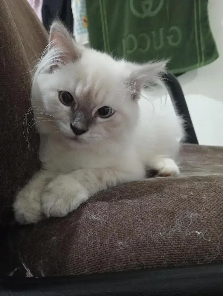 Kucing himalaya seal point