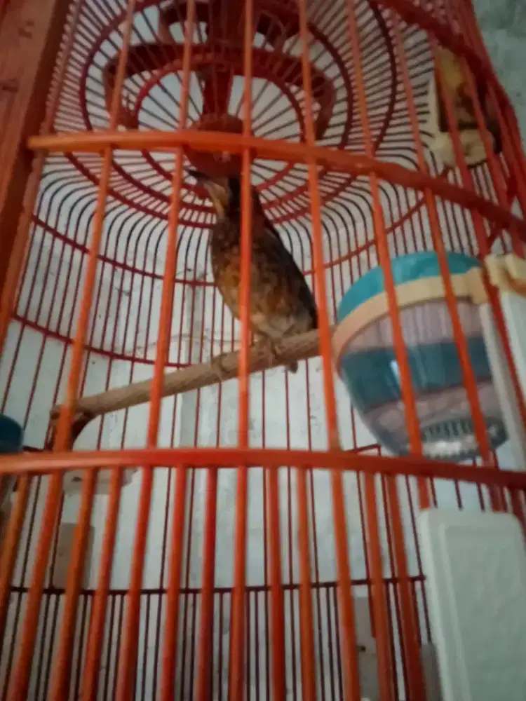 Anis merah trotol dah ngeriwik fs no minus