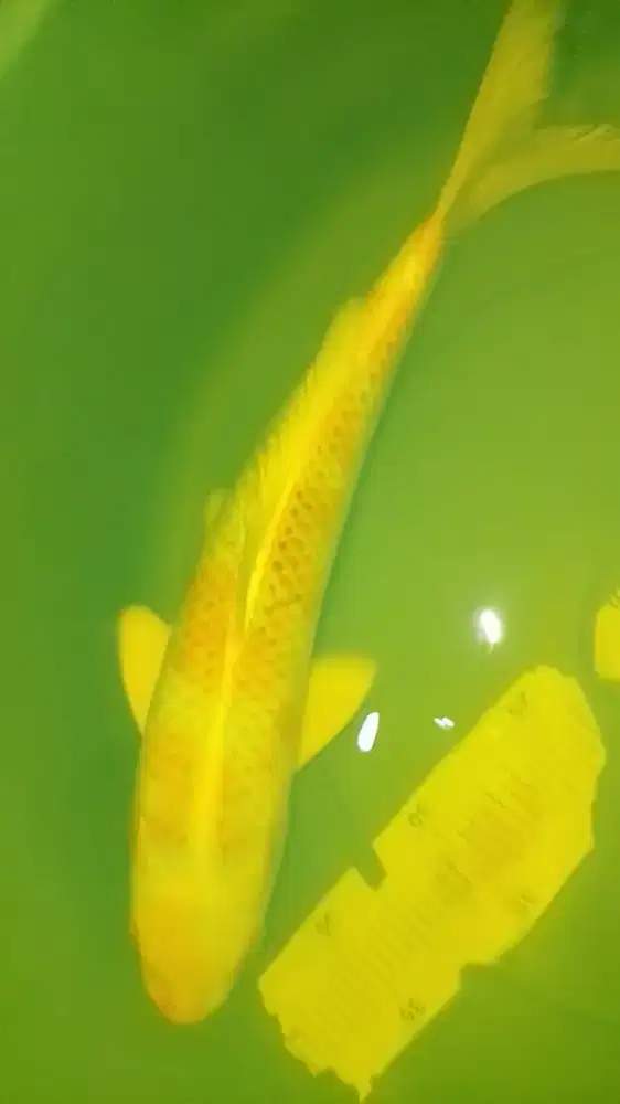 Ikan koi jenis KUJAKU 33cm High Quality