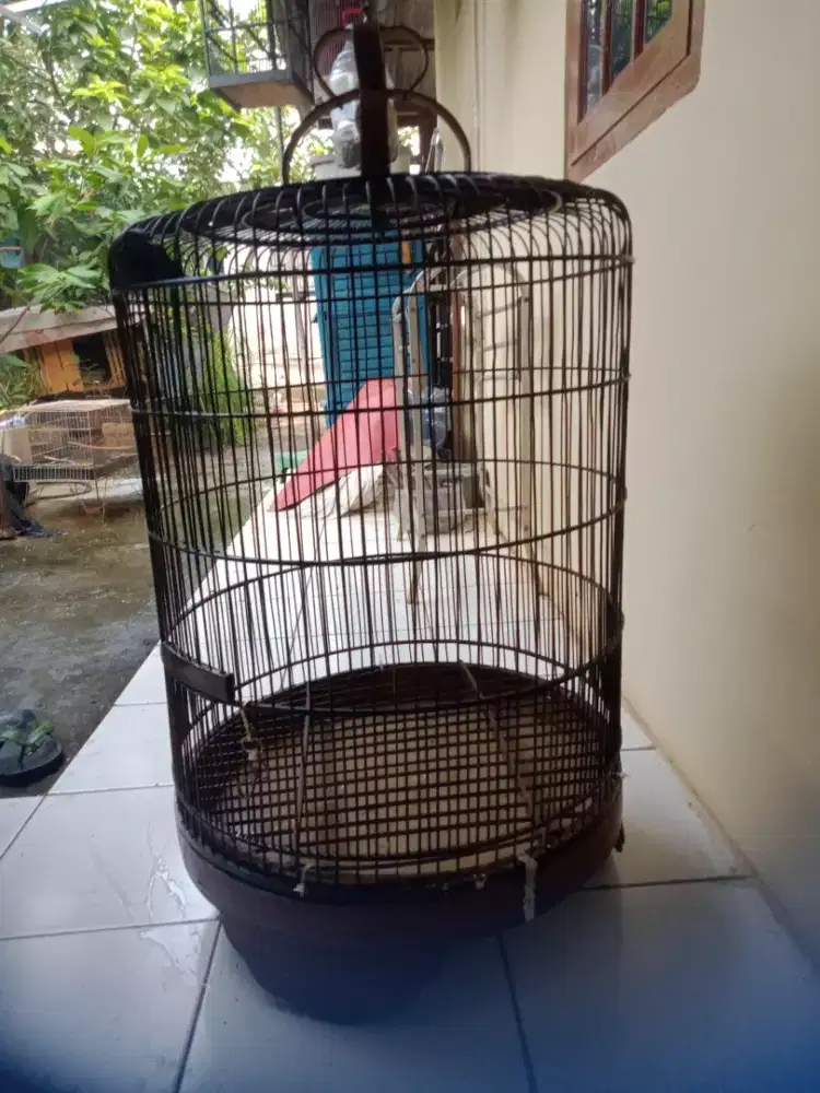 Kandang murai no 3