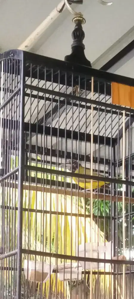 Burung Gacor Samyong trotol jantan