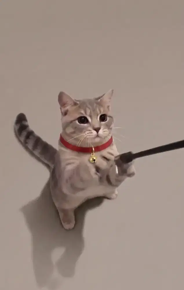 BSH Blue Tabby Jantan