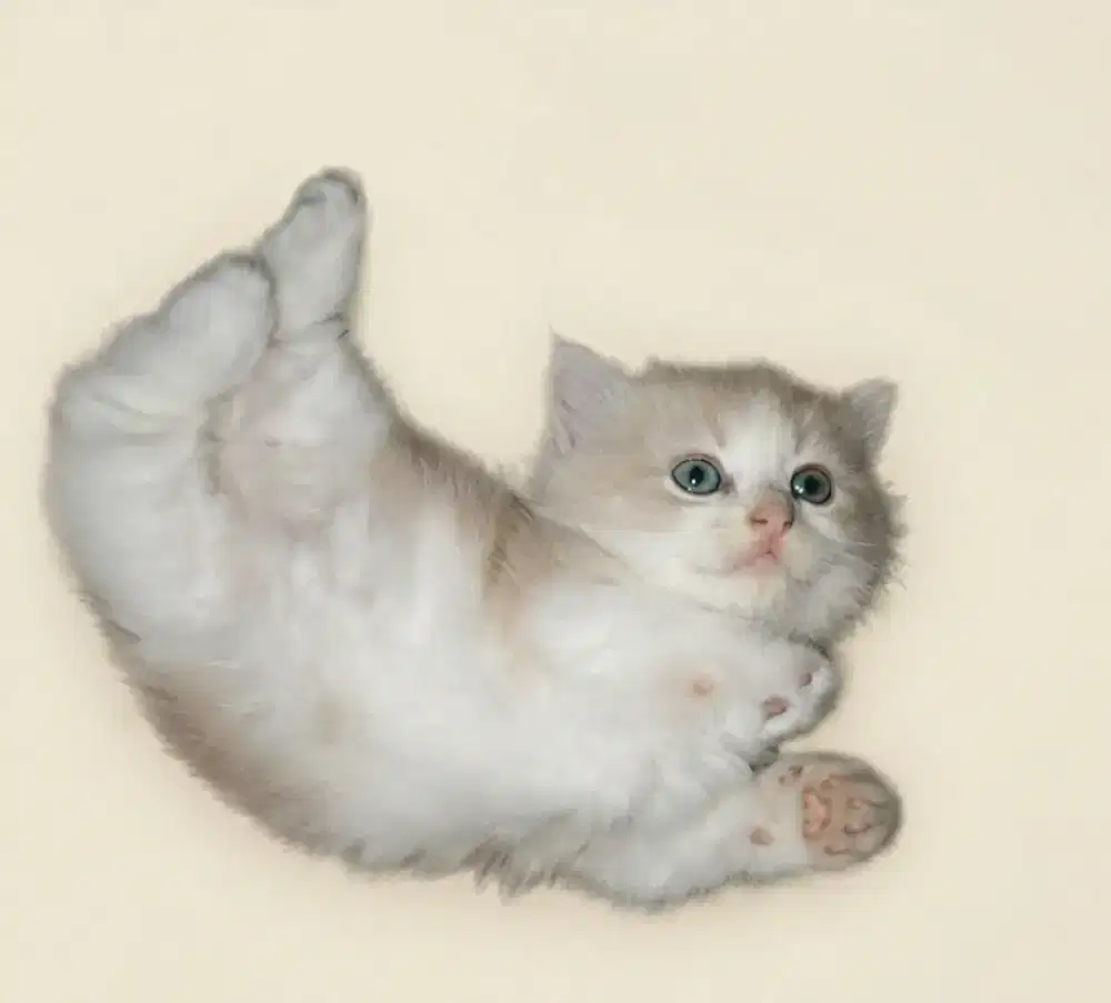 Munchkin Bicolor Cream Putih Female