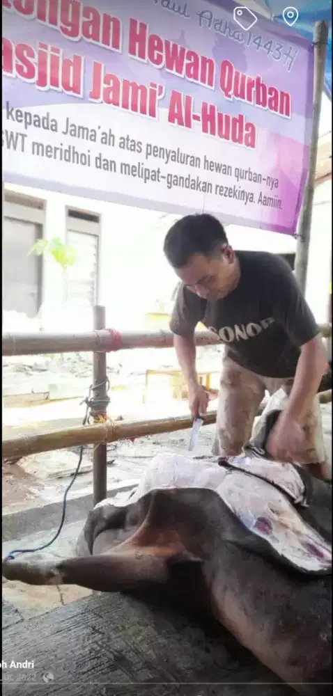 Jasa pemotongan hewan Qurban.