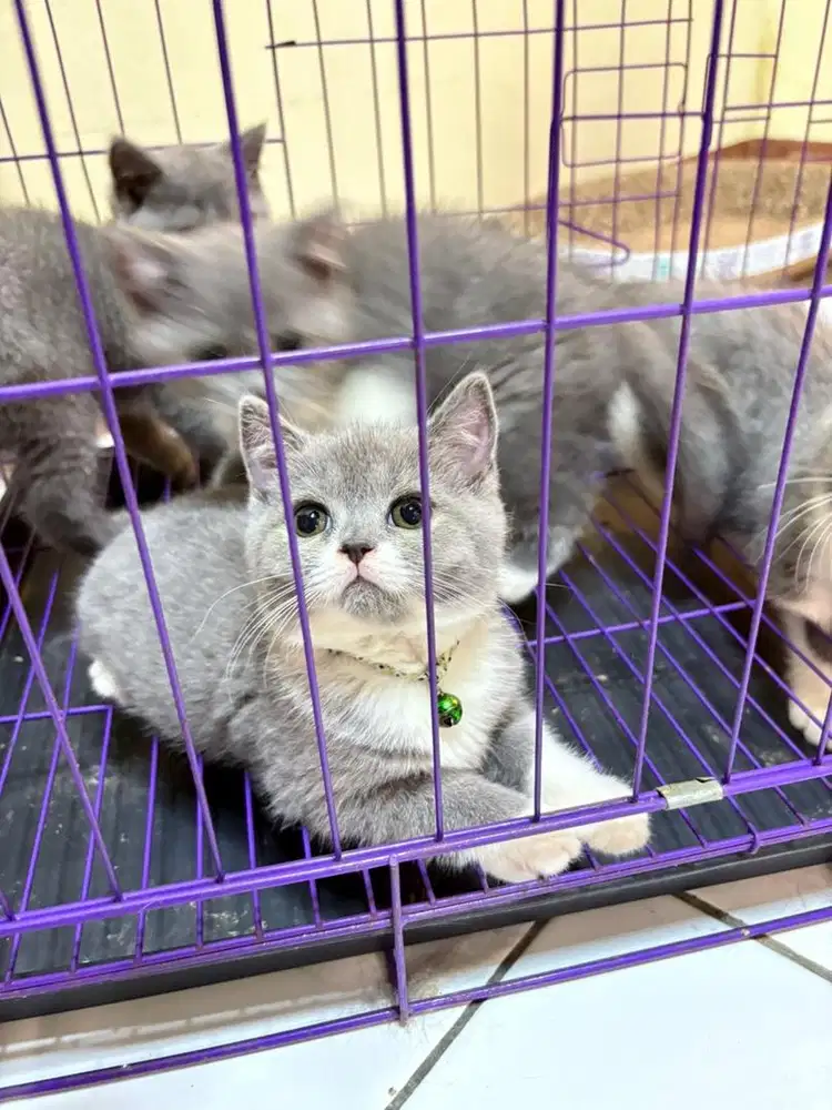 Kucing BSH Jantan & Betina